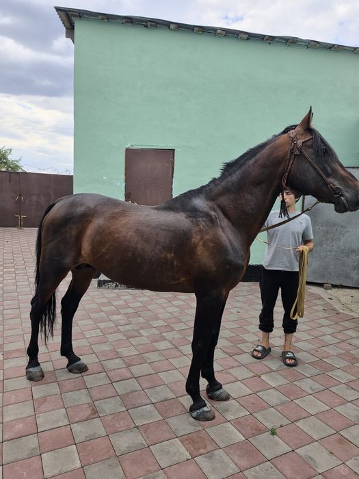 Продам Племенова коня!