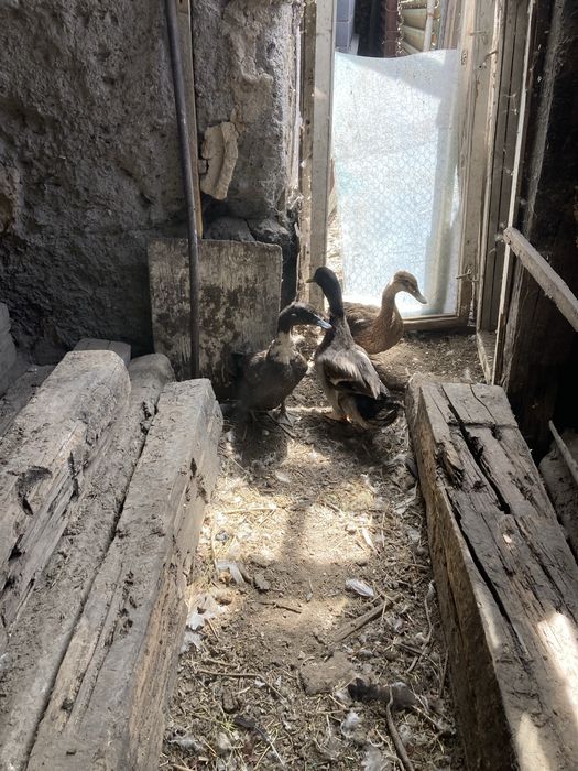 Утки Индаутка кряквы