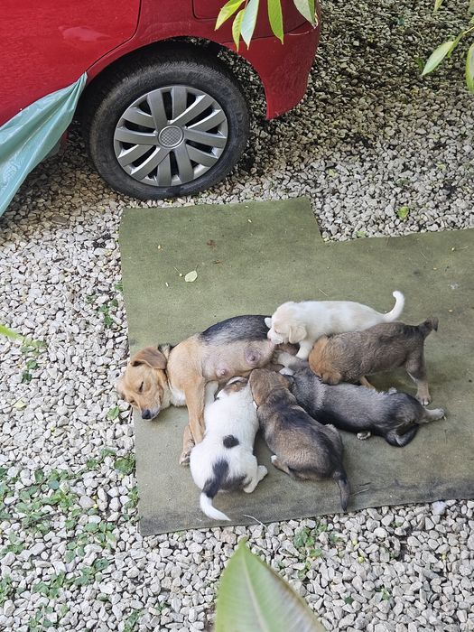 Donez căței Beagle metis