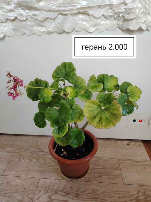 Продаются домашние цветы