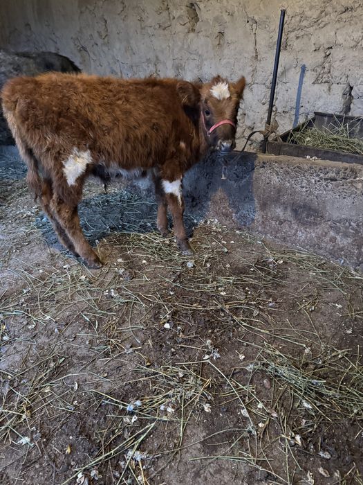 Еркек Бұзау Парода