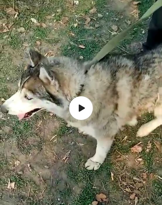 Ждём любящих хозяев для собачек