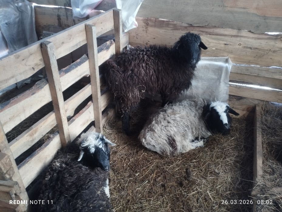 Барашки тохты откорм