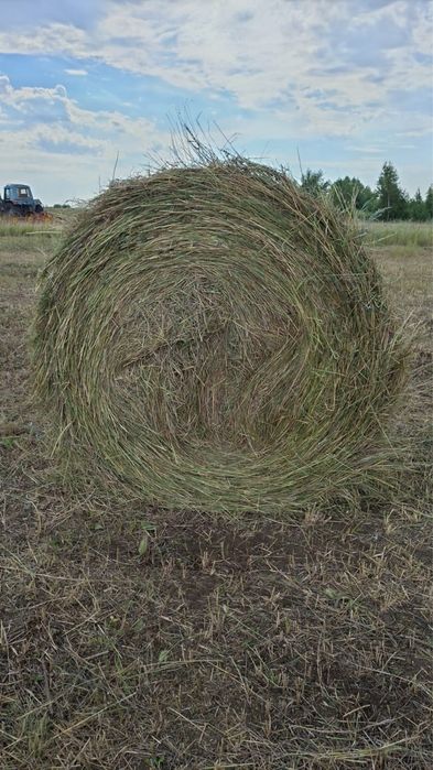 Продам сено в руланах