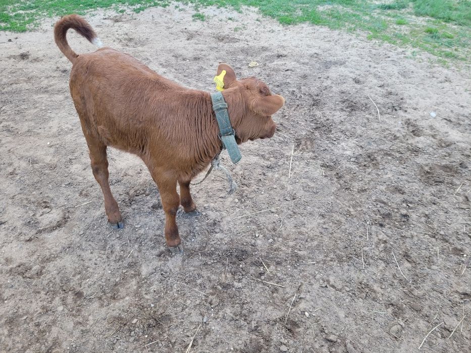 Сатылатын бұзаулар