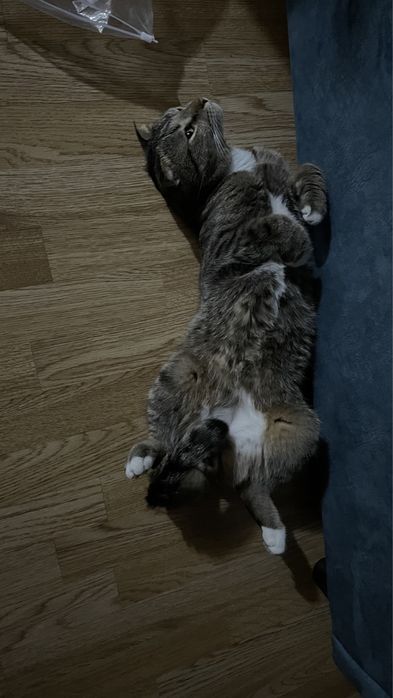 Кошкаа астанаааа бесплатнооо