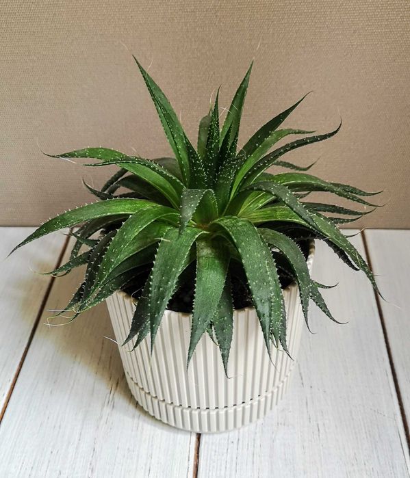 Алоэ остистое продаю