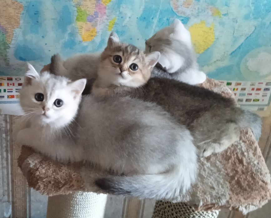 Готовы к продаже котята британские короткошёрстные ( плюшевые)24.01