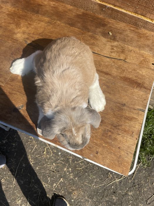 Berbecii germanii masculi