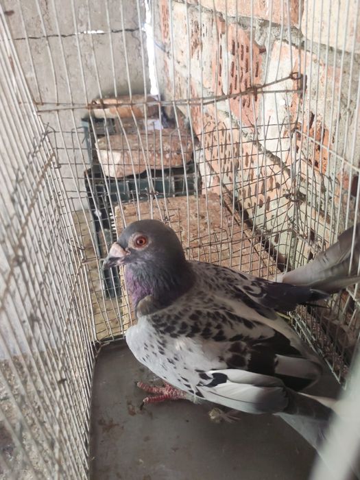 Disponibili porumbei