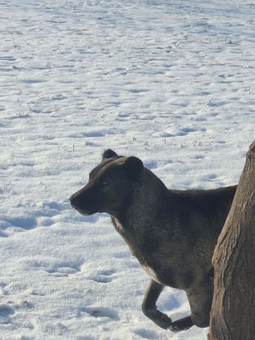 Алабай зоти тоза ит