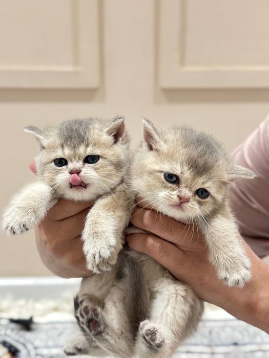 Продаю катят шины шыла