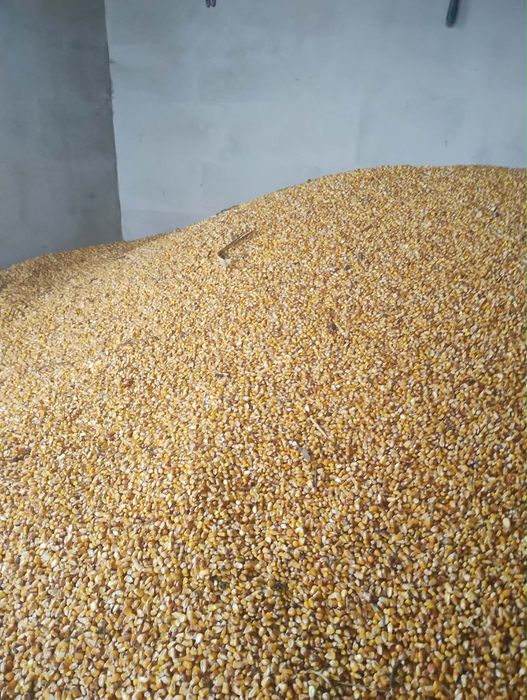 Vand grăunte productie 2025