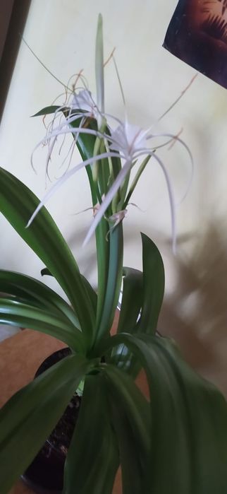 Декоративное растение Гименокаллисс