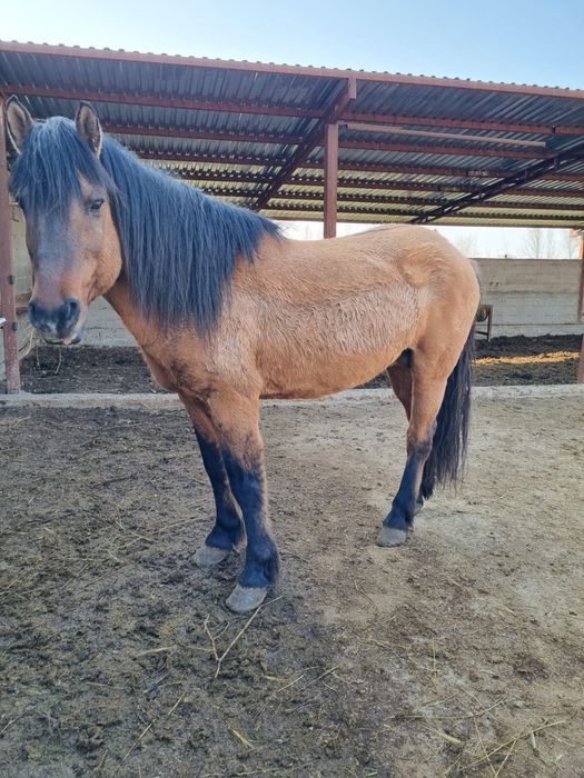 Айғыр 11жасар құла