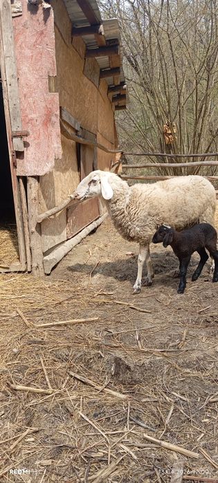 Vând oi de rasatinere