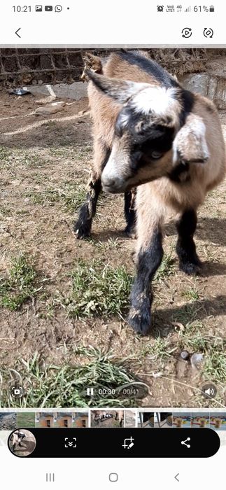 Vând țap Alpin Francez