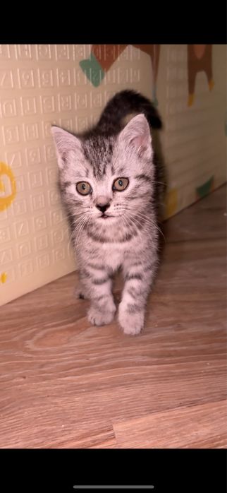 Котик 2,5 месяца,порода шотланский скотиш страйт