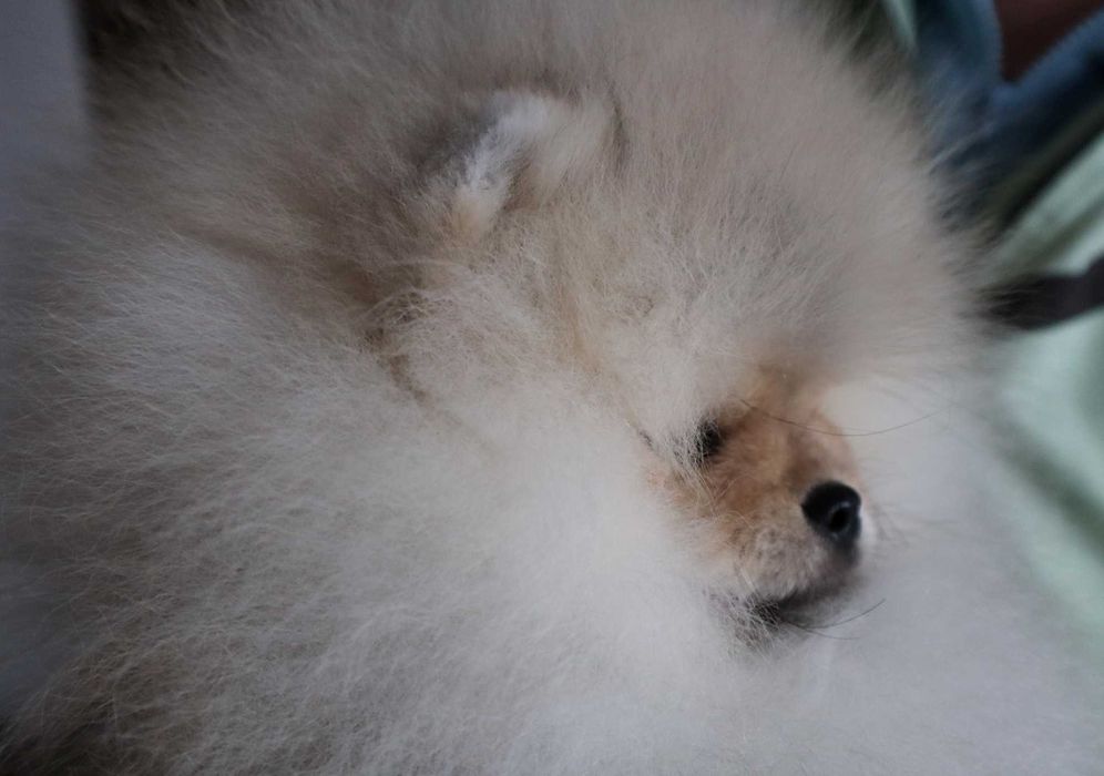 Страхотно момченце померан с родословие FCI