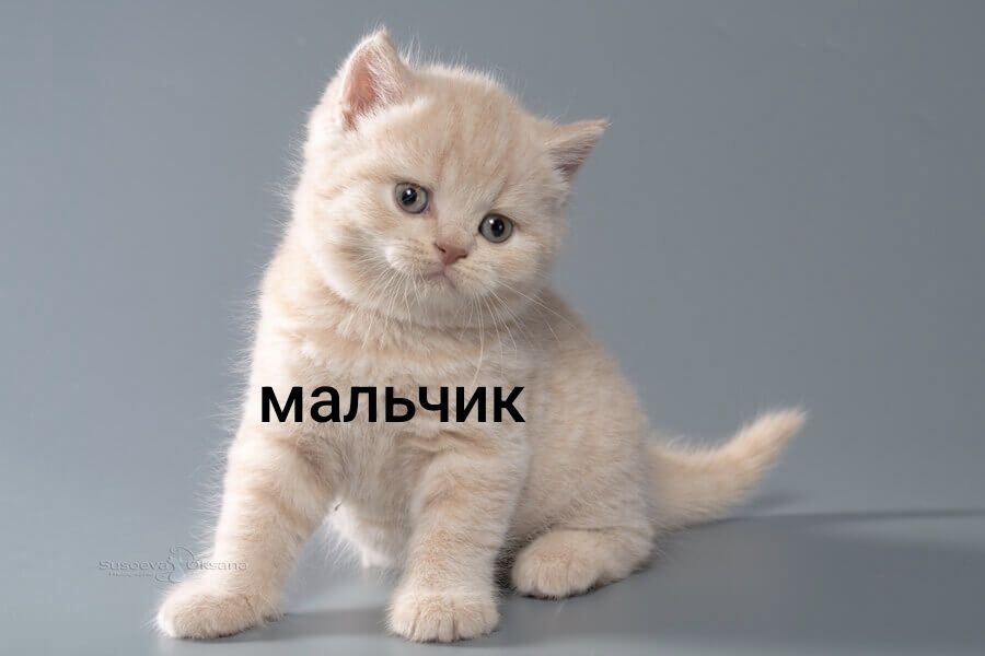 Кремовые Британские мальчики