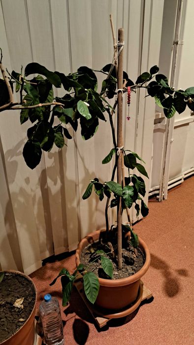Plante decorative mari (1–2 m) – ficus, monstera, lămâi, bambus, etc.