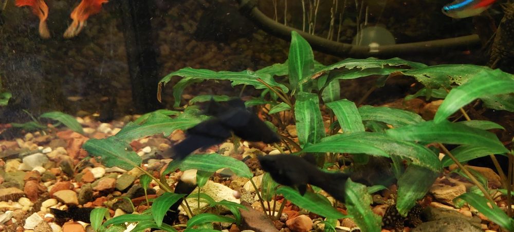 Продам молинезий