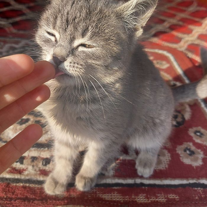 Mushuk kafolati bilan 1.5oylik