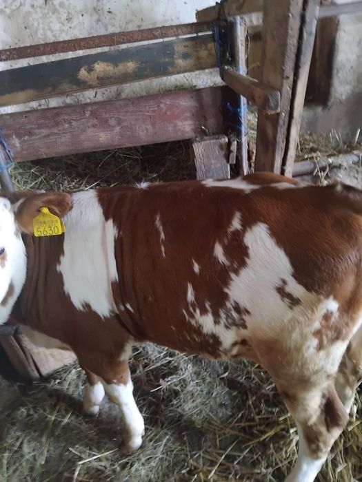 Vând un mascul și o femelă