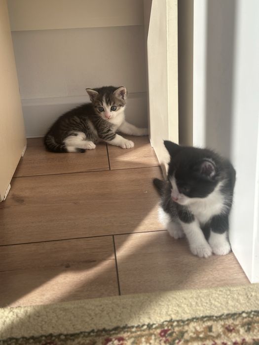 Отдам котят в добрые руки