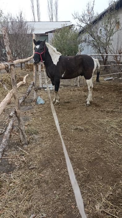 От сотилади 3 йош