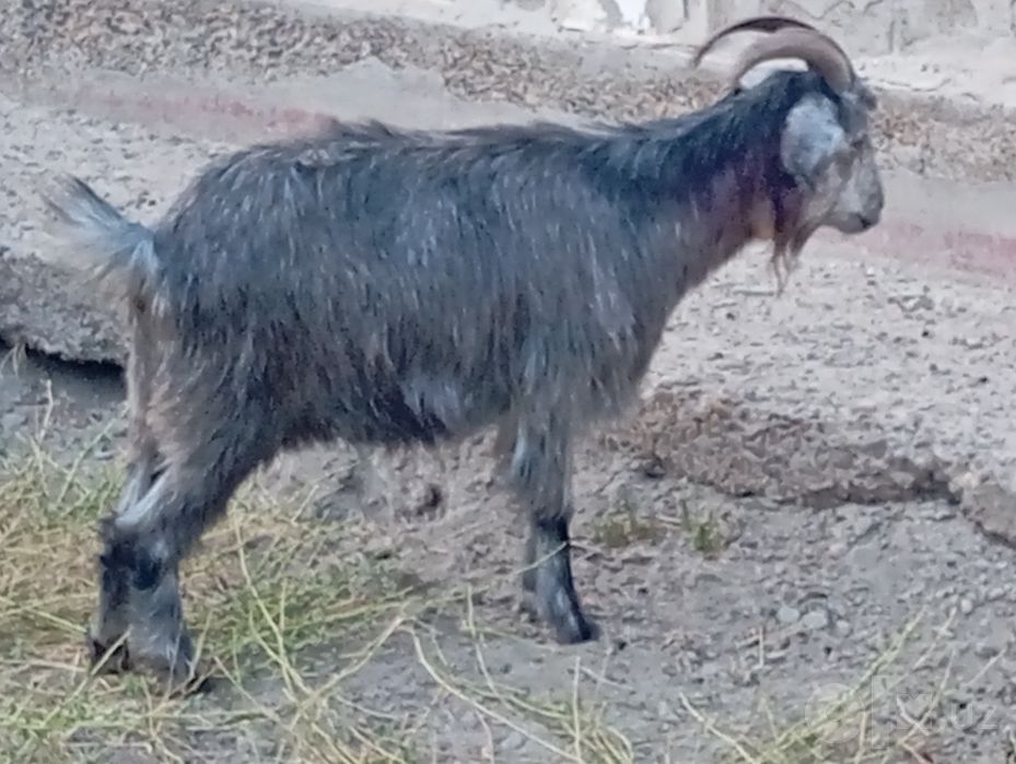 Bo'g'oz echki sotiladi