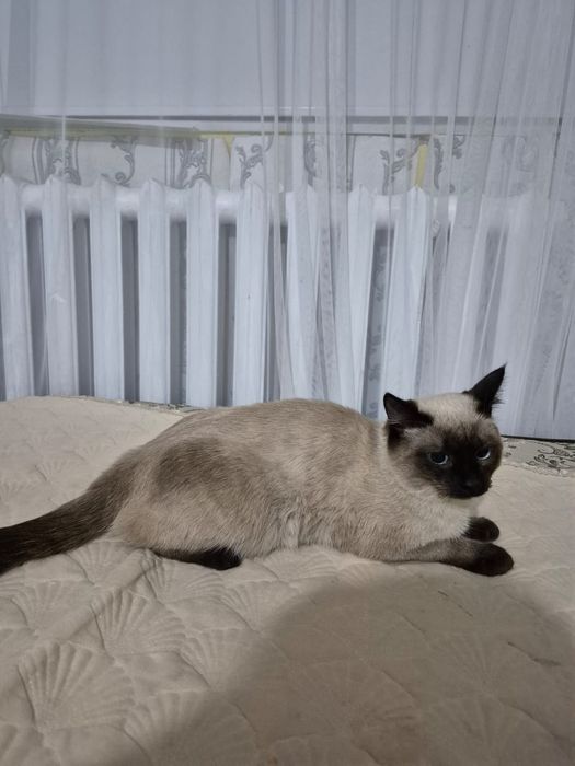 Мысық беріледі, тегін