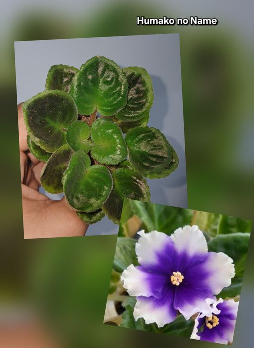 Фиалки продам разные