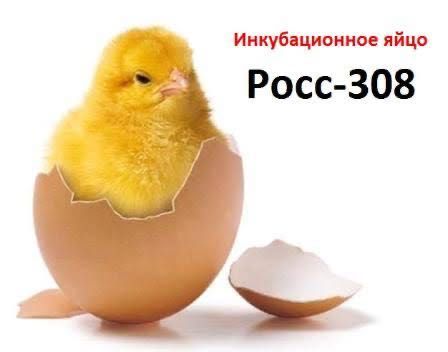 Инкубационное яйцо росс308 140 тенге