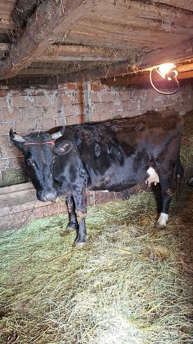 Vând vacă de țânere