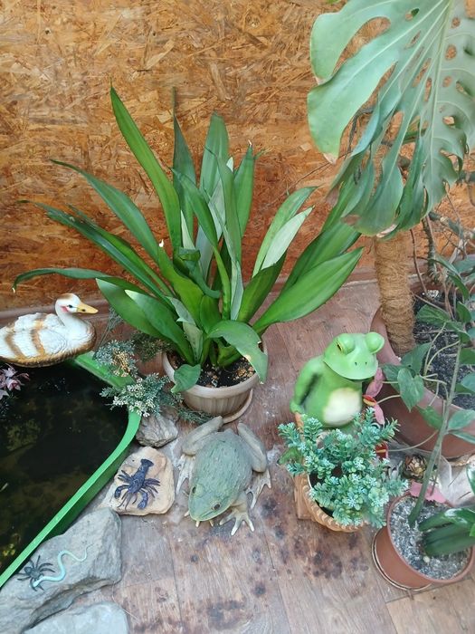 Продам комнатные цветы