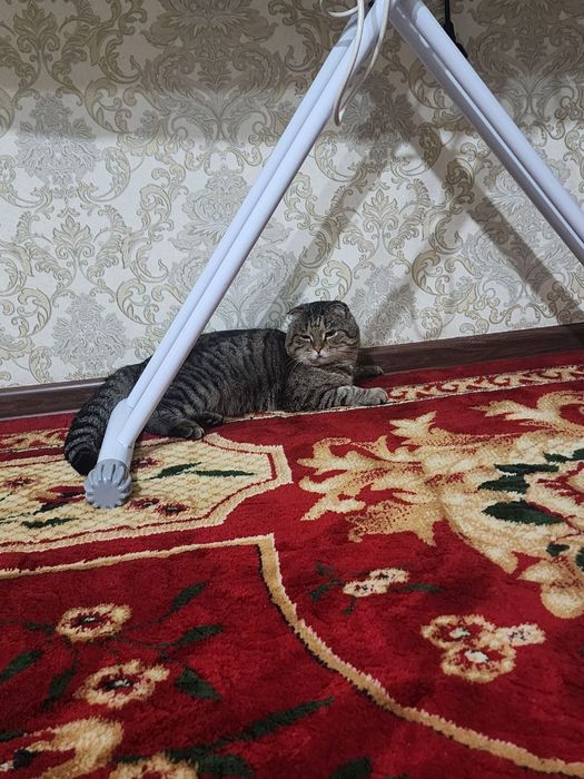 Продаются кот вислоухие шотландцы