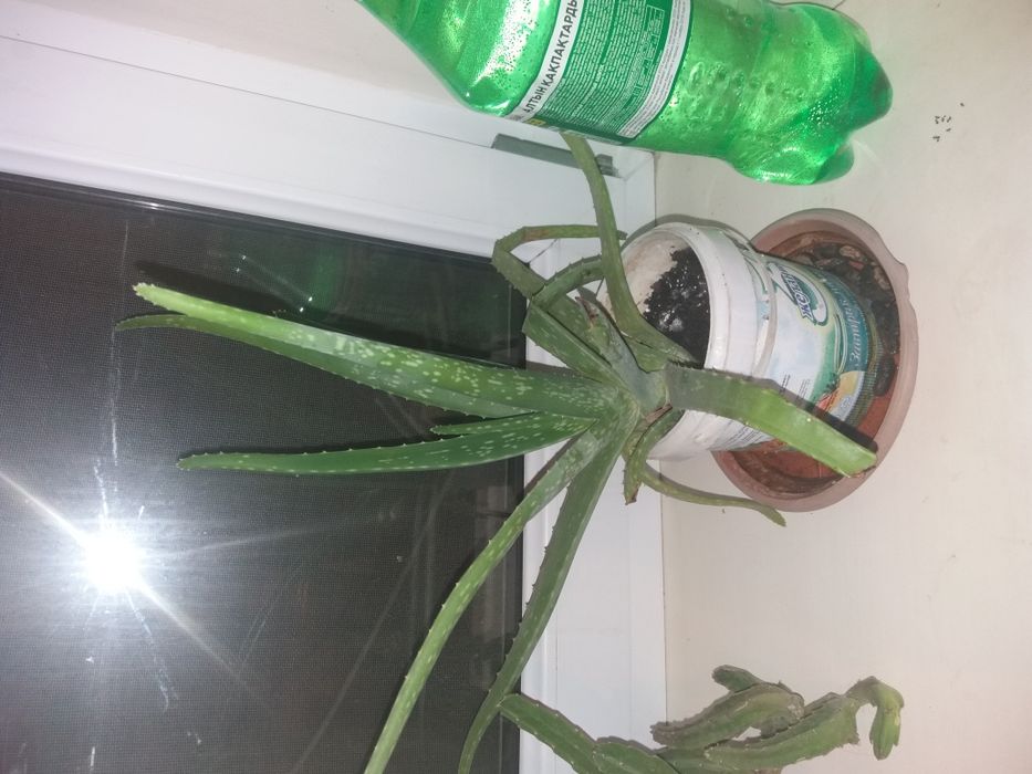 алоэ  - лечебный