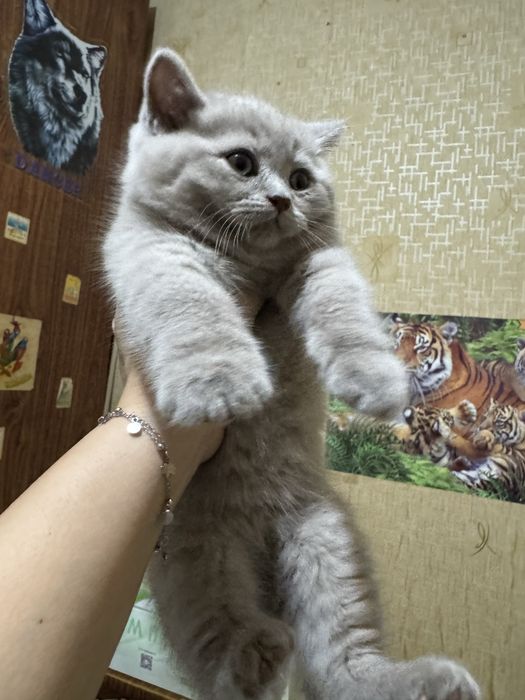 Кошки Шотландский скотиш страйт фолд Zoti toza успейте осталась 1