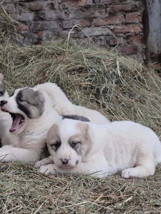 В продаже щенки САО алабаи