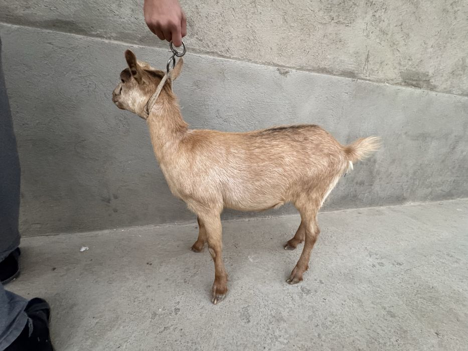 Сүтті  ешкі лағымен сатылады.