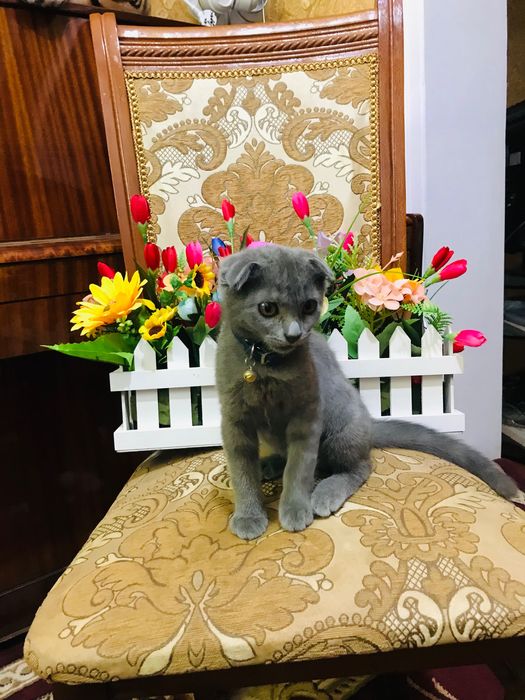 Продаётся Вислоухий Котёнок