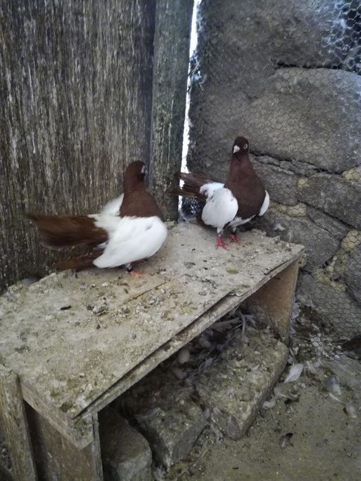 Белоглави и огледални гълъби продава