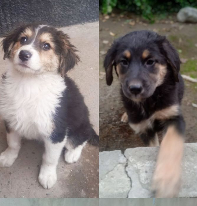 Щенки девочки в добрые руки.