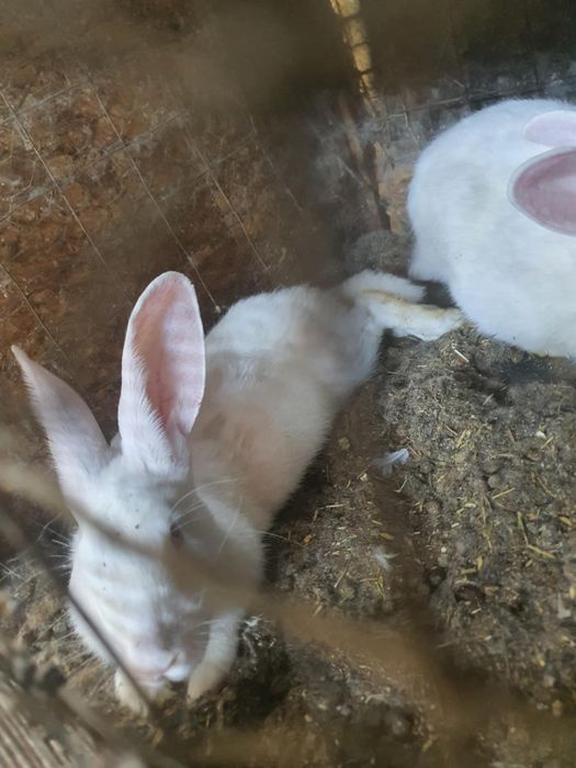 Iepuri hicole francez