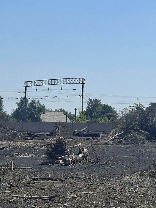 Деревья спиленные на дрова