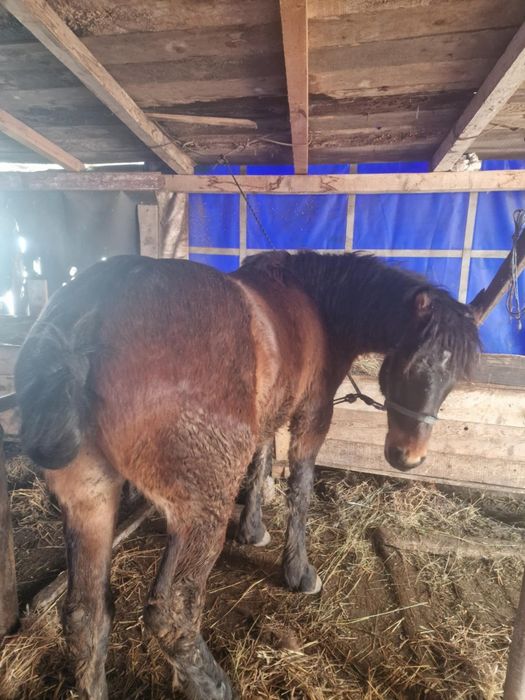 Mănz de vânzare cu pașaport