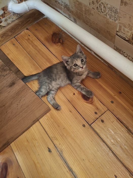 Котенок домашние