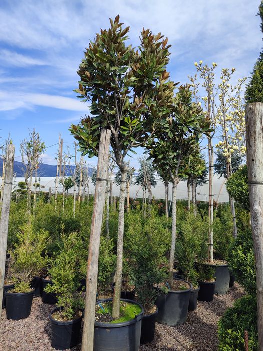 Magnolia Galbenă, Grandiflora, Palmieri
