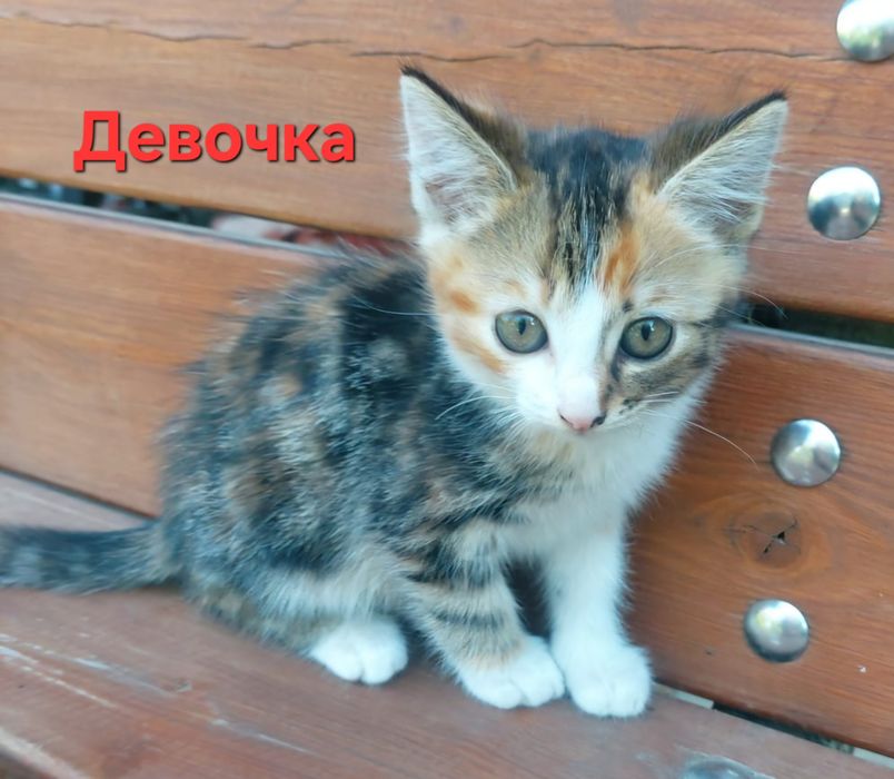 Котята. Котёнок.